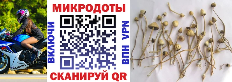 Псилоцибиновые грибы Psilocybe Балашов