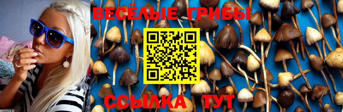как найти   Псилоцибиновые грибы Cubensis  Вход с VPN  Балашов 